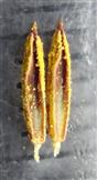  Stamens